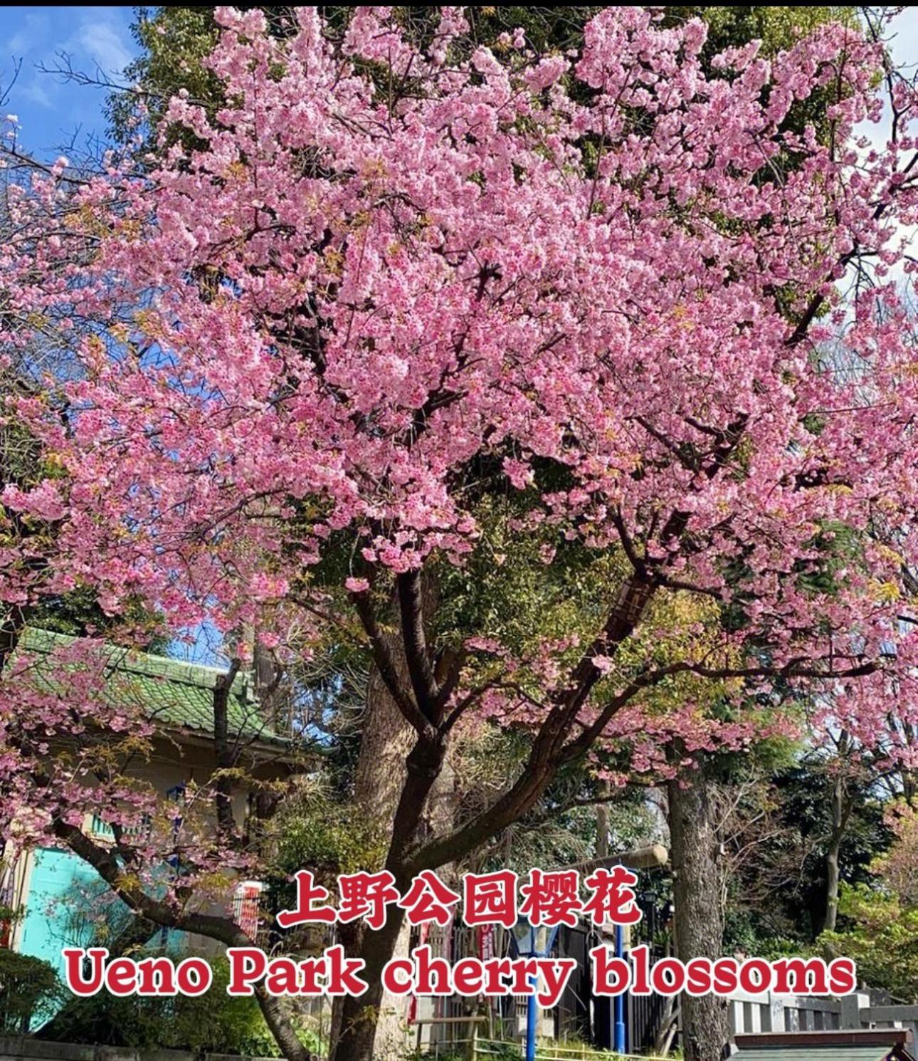 Ueno K Apartamento Tokio